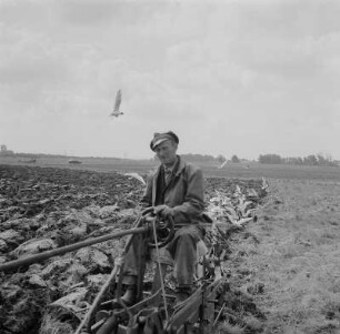Rambin. Landwirtschaftliche Produktionsgenossenschaft (LPG), im Verlandungsgebiet, Neuland unterm Pflug