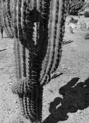 Kalifornische Pflanzen in den Huntington Botanical Gardens, Los Angeles