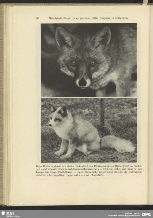 Silberfuchs