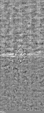 Lilie / Tj = S.7/8
