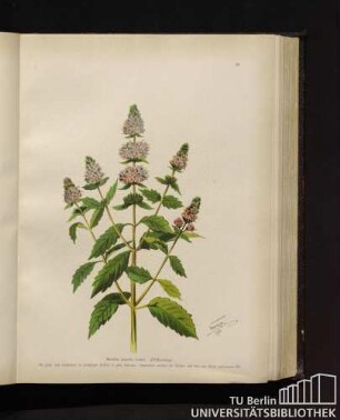 Mentha piperita Linné. Pfefferminze.