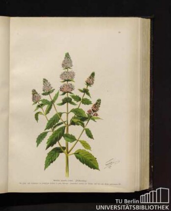 Mentha piperita Linné. Pfefferminze.