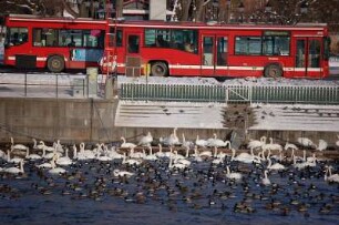 Stockholm - An der Strömbronbrücke : Zwei Linienbusse, Enten und Schwäne an der Strömbron-Brücke im Zentrum von Stockholm, aufgenommen 2006