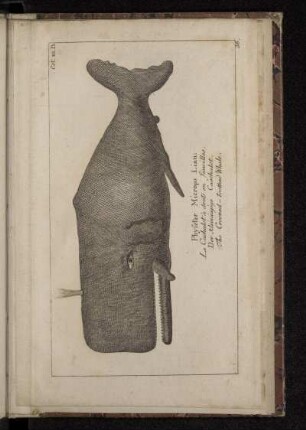 Physeter Microps Linn. Le Cachalot à dents en faucilles. Der kleinäugige Caschalot. The Crooked-toothed Whale.