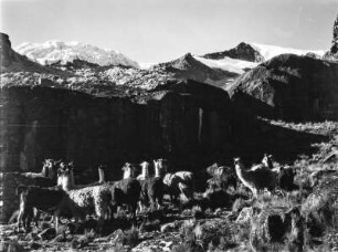 Llamalager : Llamalager am Fuß der Viluyo Gruppe in der Cordillera Real.