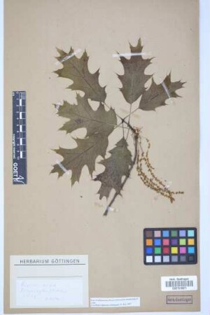 Quercus rubra L.