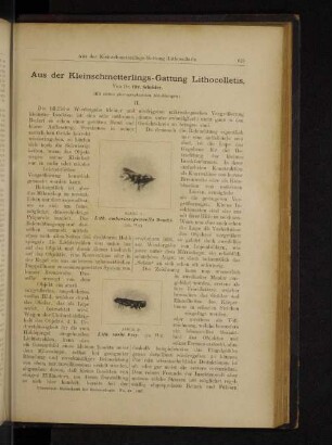 Aus der Kleinschmetterlings-Gattung Lithocolletis.