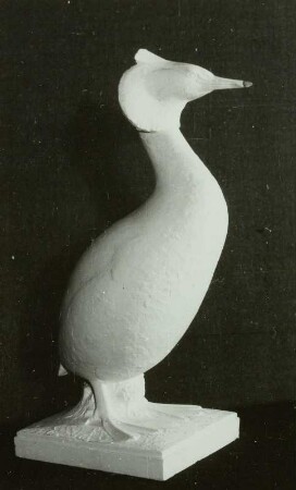 Haubentaucher