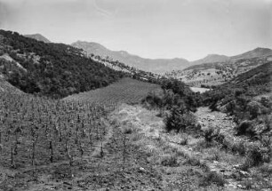 Landschaftsblick : Blick über Wein- und Getreidefelder zwischen dichter Macchiebewachsung. Im Hintergrund sind die Vorberge des Djebel Babor zu sehen.