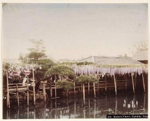 425 Wisteria Flower, Kameido, Tōkyō