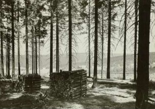 Holzhau : Holzeinschlag. Holhau östlich von Sayda, Blick von SüdenBlick von Sayda