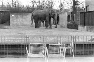 Elefanten im Karlsruher Zoo
