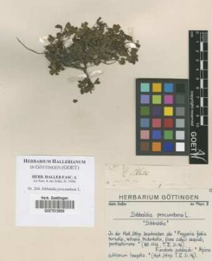 Sibbaldia procumbens L.
