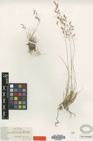 Agrostis nevadensis Boiss. [type]