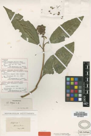 Ardisia wagneri Mez [type]