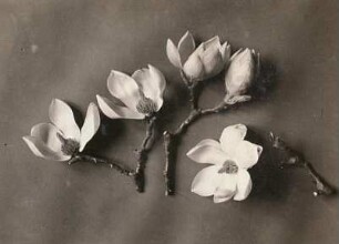 Yulan-Magnolie (Magnolia denudata). Blütenzweige