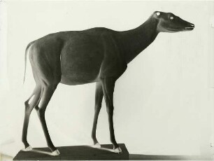 Okapia johnstoni (P. L. Sclater, 1901)