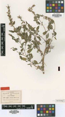 Cuphea viscosa Rose [type]