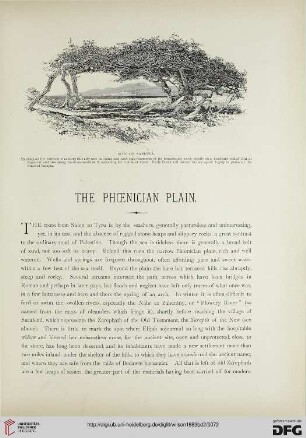 The phoenician plain