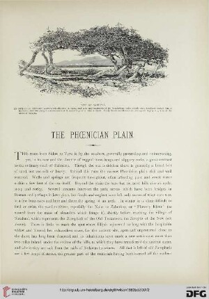 The phoenician plain