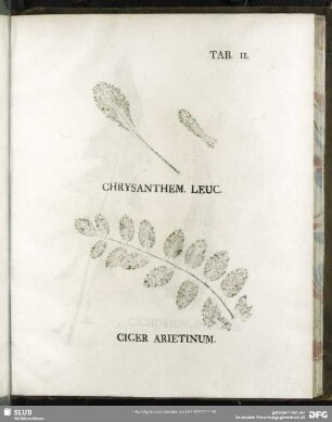 Tab. 11. Chrysanthem. Leuc. (Wiesenmaßlieben) - Cicer Arietinum. (Kichererbse)