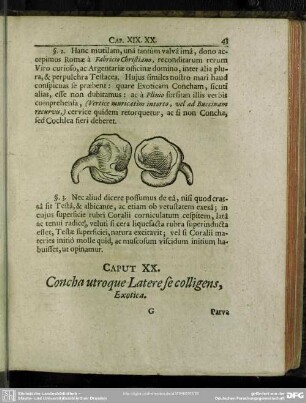 Caput XX. Concha utroque Latere se colligens. Exotica