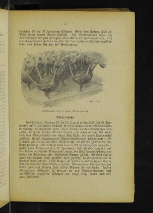 Spätkohlrabi Später blauer Riesen-Goliath.