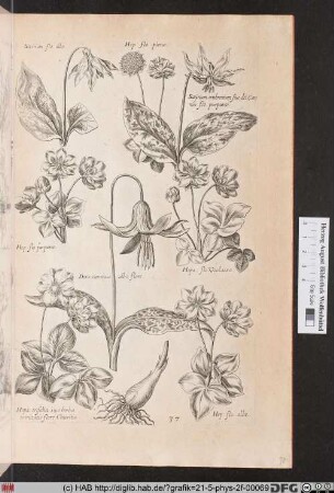 [Leberblümchen und wilde Orchideen]