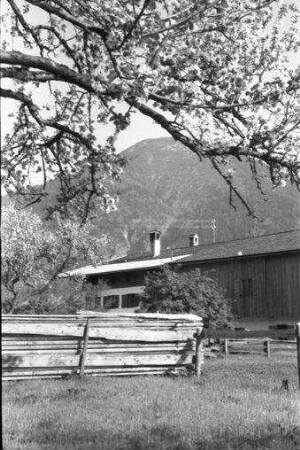 Rottach: blühender Baum bei Rottach, mit Haus
