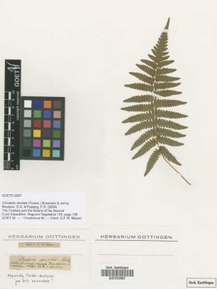 Polypodium nymphale G.Forst. [type]