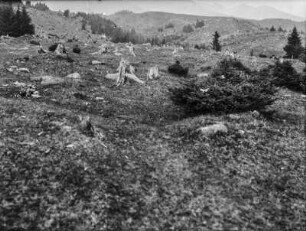 Gerodeter Wald : Blick über eine gerodete Waldfläche