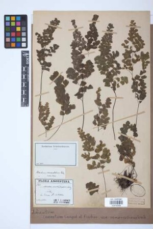 Adiantum cuneatum var. veneris Griseb.