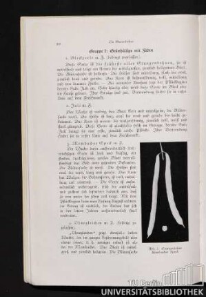 Gruppe I: Grünhülsige mit Fäden