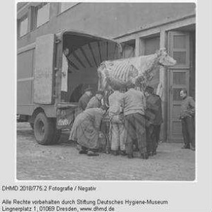 Verladen einer Gläsernen Kuh für die Leipziger Messe