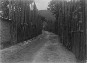 Kakteenallee : Eine Straße, die von Kakteen gesäumt ist.