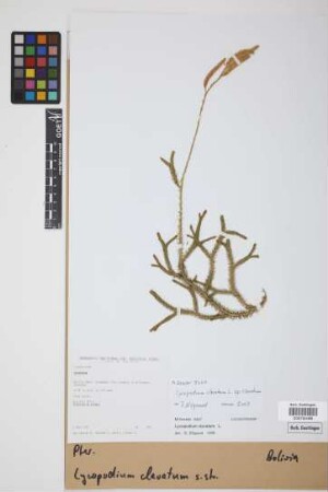 Lycopodium clavatum clavatum L.