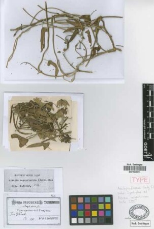 Araujia fusca Griseb. [syntype]