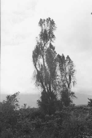 Baum (Lateinamerika-Aufenthalte 1934/1942 – 6. Kolumbien 1938-1942)