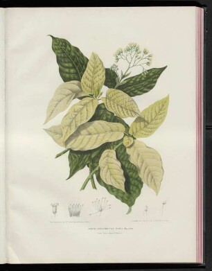 Pisonia sylvestris. T & B. Pisonia alba.