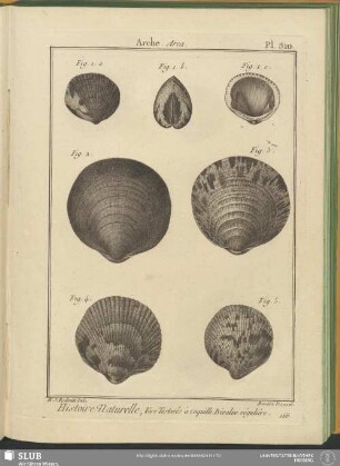 Pl. 310. Arche. Arca