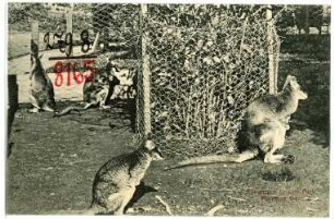Portland, Oregon. Kangaroos in City Park