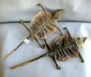 Getrocknete Geckos (Heilmittel, Medizin)