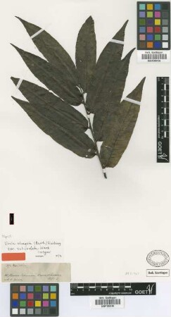 Virola elongata (Benth.) Warb. var. Warb. subcordata[isotype]