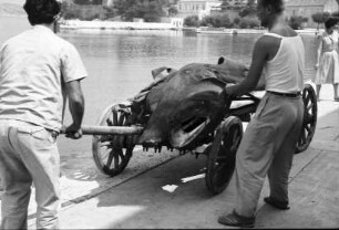 Lopud: [toter] Haifisch auf dem Karren