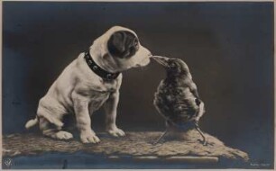 Hund und Krähe („Ein Küßchen in Ehren“) : Junger Hund und Krähe aus der Tierhaltung der Fotografin. Bromsilberpapier, braun getont