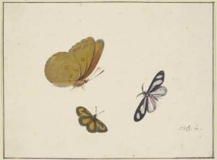 Ein gelber, ein schwarz-gelber und ein schwarz-weißer Schmetterling