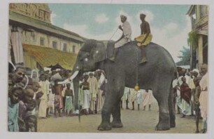 Tempelelefant in Ostindien [Serie Indien I]