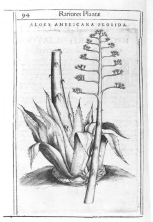 Aloes americana Florida : Aloes americana Florida. Stich von J. Mascardi (Werkstatt); 25,3 x 17,6 cm. Aus: Castelli, Pietro, Aldini, Tobia: Exactissima Descriptio Rariorum Quarundam Plantarum que continentur Rome in Horto Farnesiano. Rom, 1625