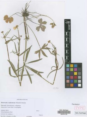 Ranunculus carpinetorum E. H&ouml;randl & W. Gutermann[paratype]