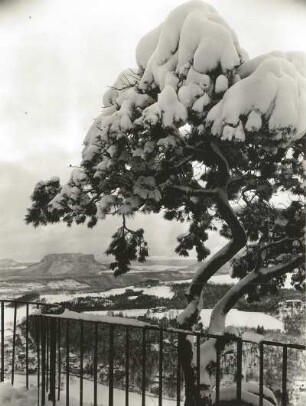 Sächsische Schweiz, Basteigebiet. Basteiaussicht mit verschneitem Kiefernwipfel gegen Lilienstein